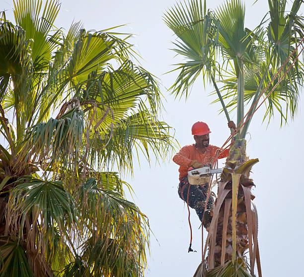 How Our Tree Care Process Works  in  Moa, UT